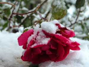 Способы укрытия роз на зиму