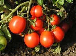 Методы решения самых распространенных проблем при выращивании томатов