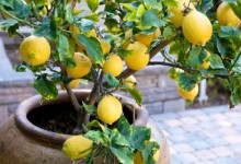 Как вырастить лимонное дерево из семечка у себя дома