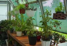 Каким комнатным растениям нужны подкормки