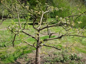Обрезка плодовых фруктовых деревьев весной