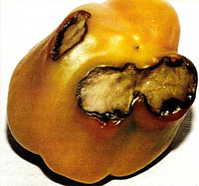 Люцерновая мозаика перца (пораженный плод)