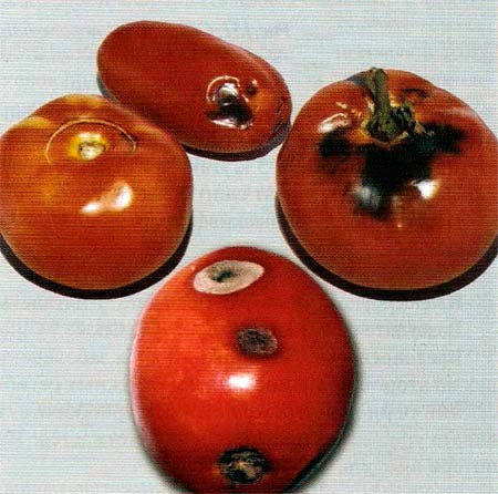 Пораженные плоды томата альтернариоза - Alternaria solani фото