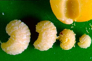 Личинки горохового зерноеда – Bruchus pisorum фото