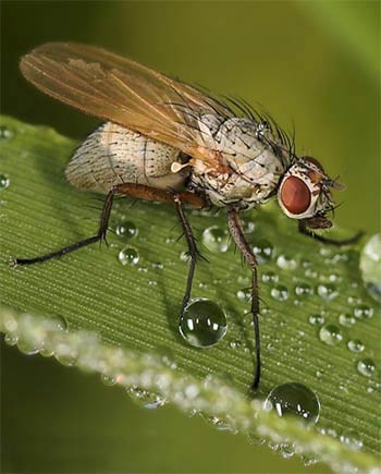 Озимая муха – Leptohylemia (Delia) coarctata фото