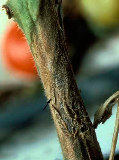 Рак стеблей томата (на пораженном стебле видны пикниды) - Didymella lycopersici фото