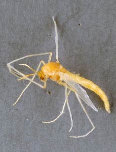 Рисовый комарик - Endochironomus tendens фото