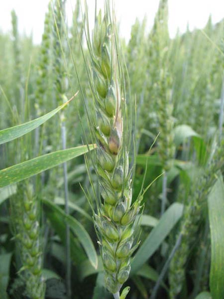 Пораженный колос озимой пшеницы. Фузариоз колоса Fusarium graminearum - фото