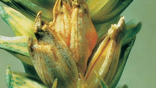 Пораженный колосок озимой пшеницы. Фузариоз колоса Fusarium graminearum - фото
