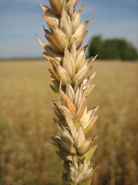 Фузариоз колоса озимой пшеницы – Fusarium graminearum фото