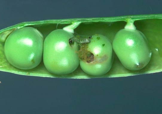 Гусеница гороховой плодожерки – Laspeyresia nigricana фото