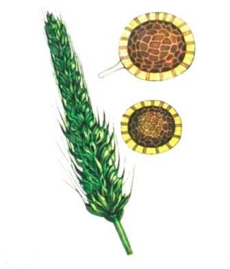 Индейская головня озимой пшеницы – Neovossia indica фото Пораженный колос и телиоспора
