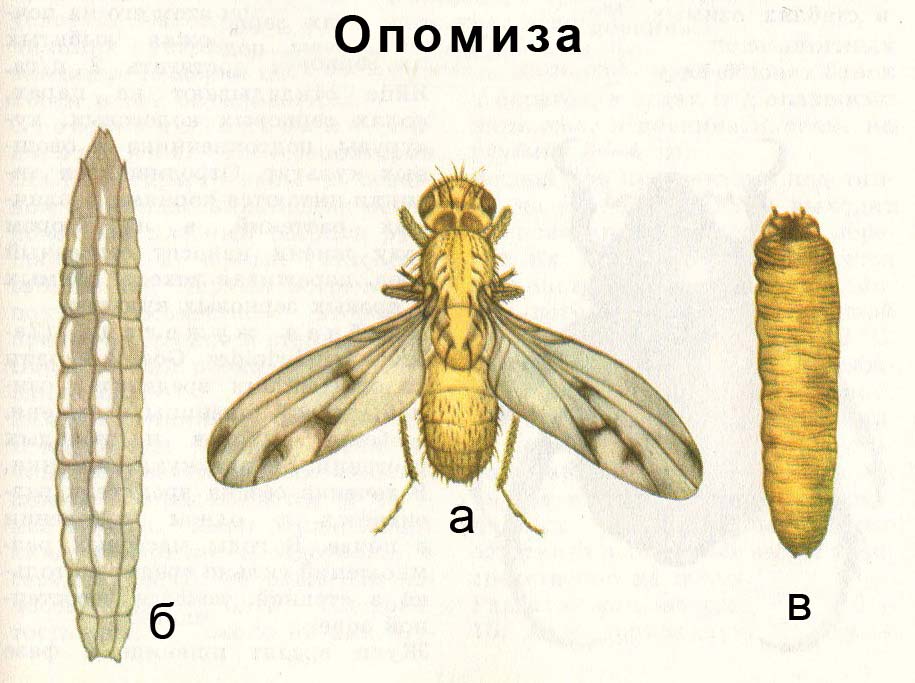 Опомиза пшеничная: а) взрослое насекомое; б) взрослое насекомое; в) ложнококон