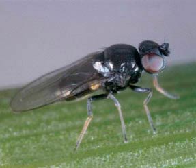 Ячменная шведская муха – Oscinella pusilla фото