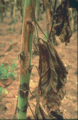 Фомопсис или серая пятнистость стебля подсолнечника – Phomopsis helianthi фото