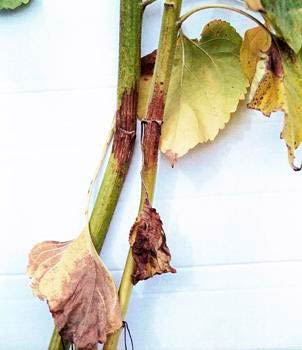Фомопсис или серая пятнистость стебля подсолнечника – Phomopsis helianthi фото