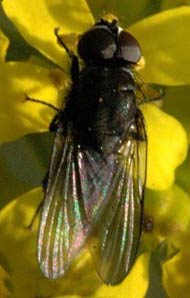 Пшеничная муха – Phorbia securis фото
