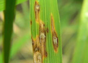 Пирикуляриоз риса – Piricularia oryzae