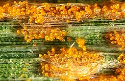 Лимонно-желтые уредии фото. Желтая ржавчина ячменя – Puccinia striiformis фото