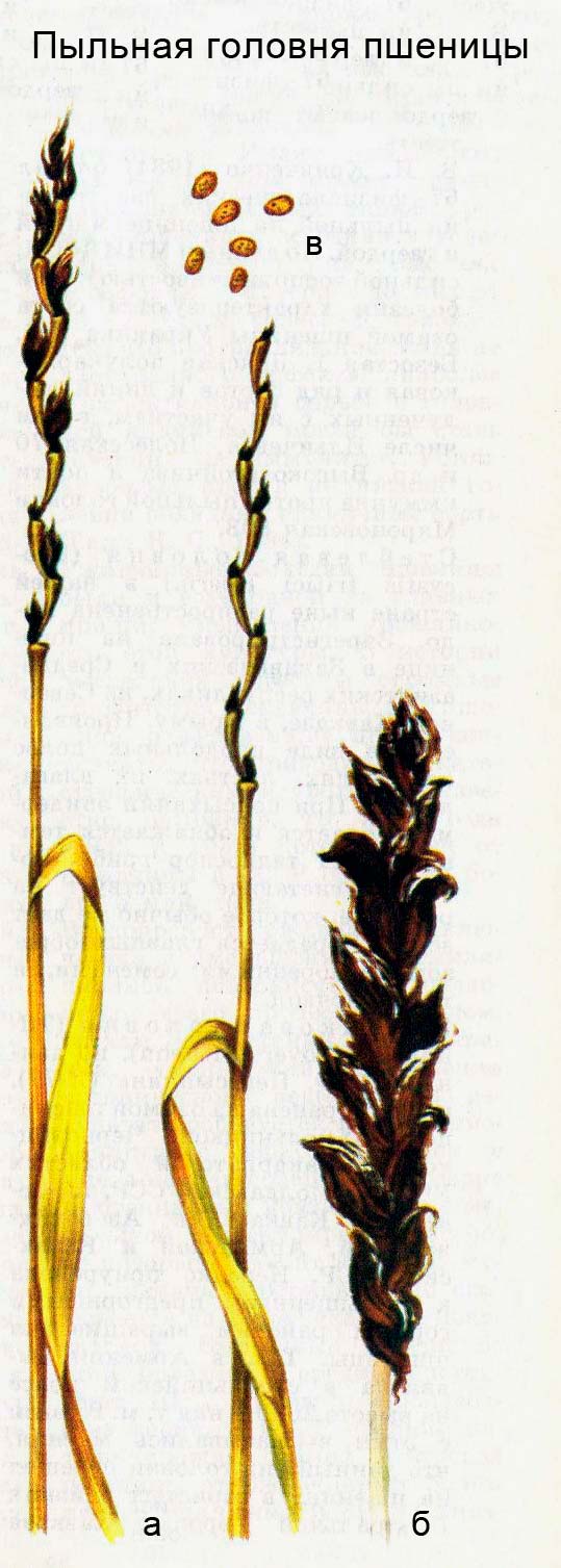 Пыльная головня пшеницы: а) колосья, разрушенные болезнью; б) пылящий пораженный колос; в) телиоспоры гриба