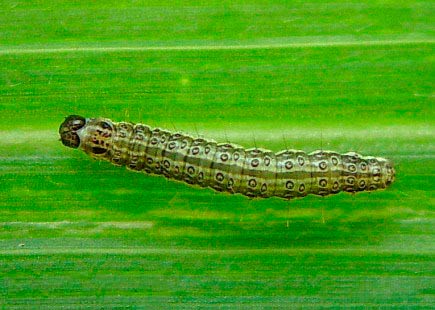 Гусеница 2-го возраста Лугового мотылька - Margaritia (Pyrausta ) sticticallis фото