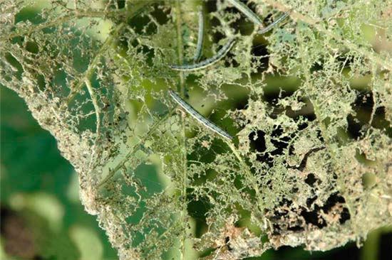 Скелетирование листьев гусеницами Лугового мотылька - Margaritia (Pyrausta ) sticticallis фото