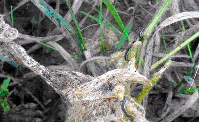 Поврежденные растения Луговым мотыльком - Margaritia (Pyrausta ) sticticallis оплетенные паутиной фото