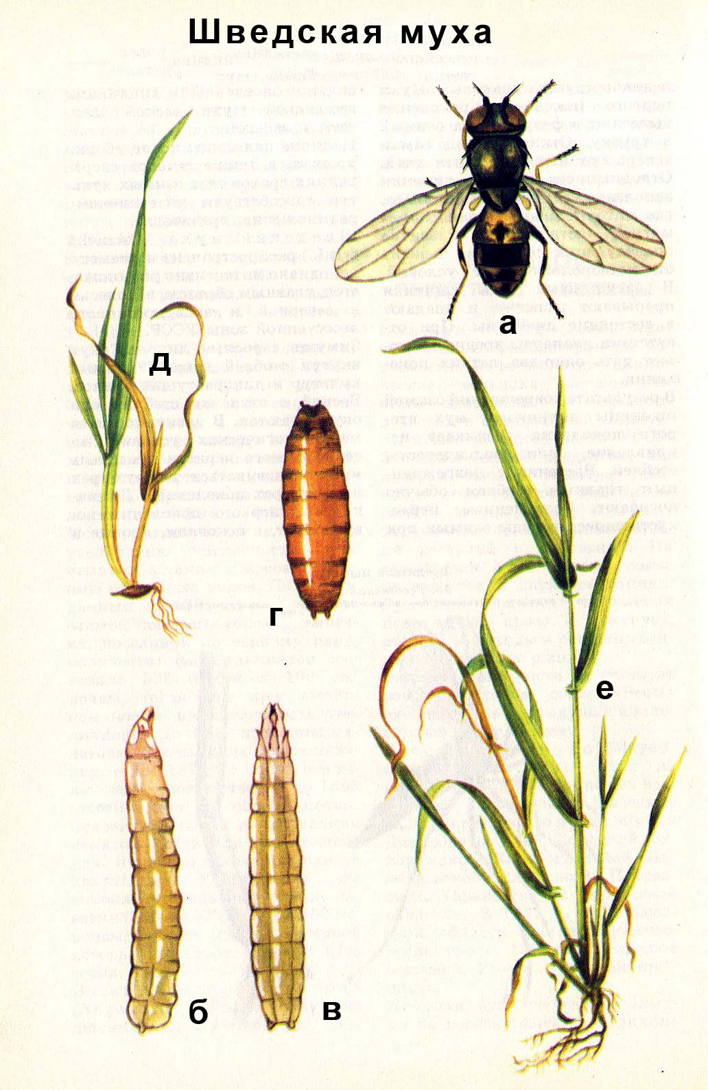 Шведская муха: а) взрослое насекомое; б) личинка сбоку; в) личинка сверху; г) ложнококон; д, е) повреждения растения