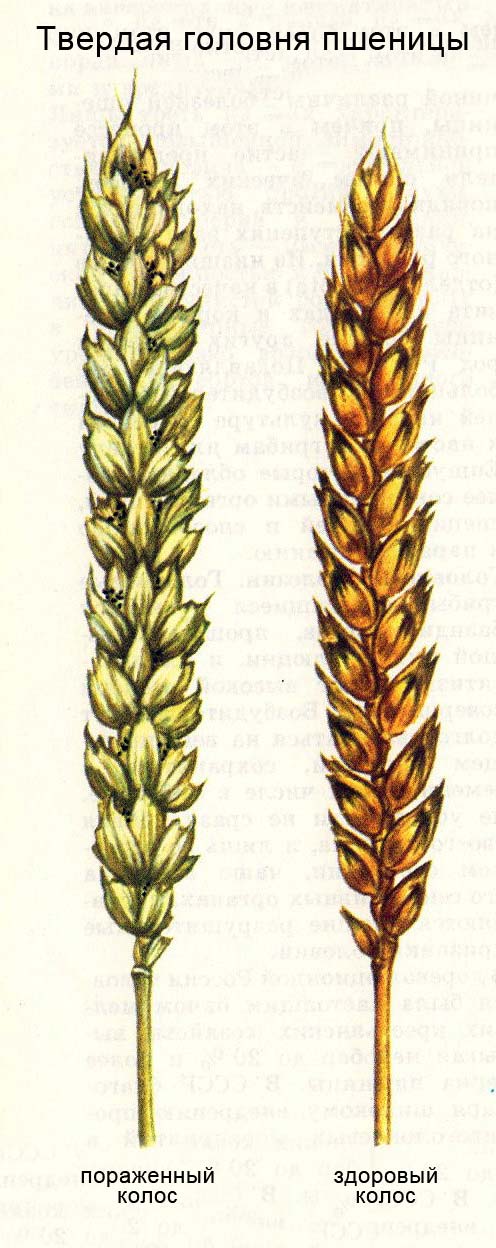 Твердая головня пшеницы - колосья: пораженный и не пораженный