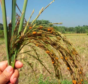 Ложная головня риса – Ustilaginoidea virens