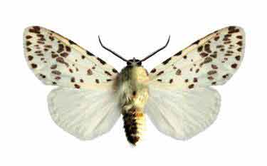 Самец американской белой бабочки - Hyphantria cunea