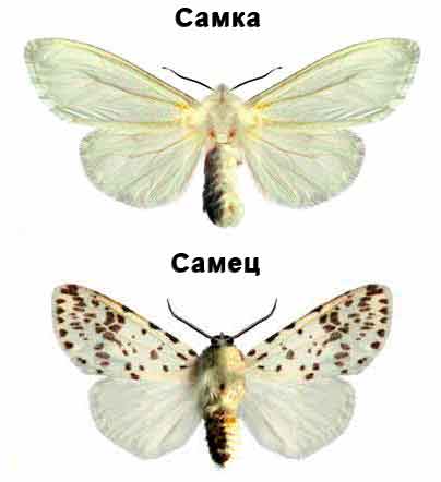Американская белая бабочка - Hyphantria cunea