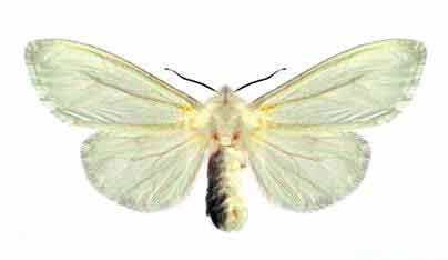 Самка американской белой бабочки - Hyphantria cunea