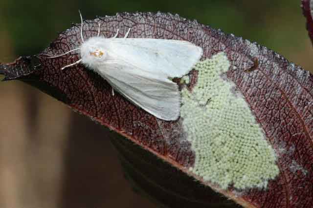 Самка американской белой бабочки откладывает яйца - Hyphantria cunea