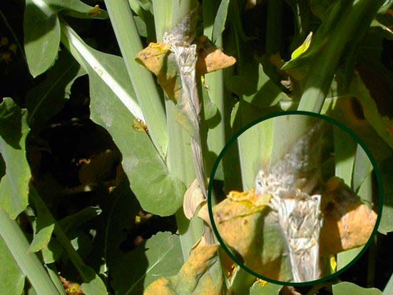 Белая пятнистость листьев рапса (пораженный стебель) - Cylindrosporium concentrium, Syn. Gloeosporium concentricum