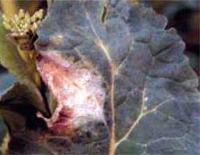 Белая пятнистость листьев рапса - Cylindrosporium concentrium, Syn. Gloeosporium concentricum