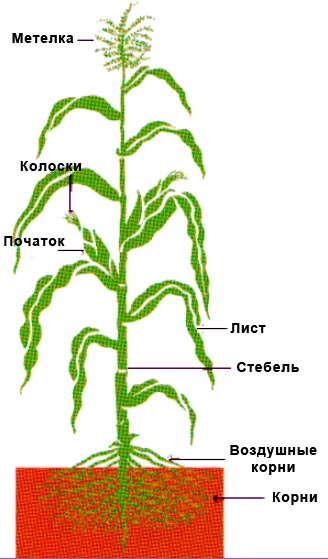 Ботанические характеристики кукурузы
