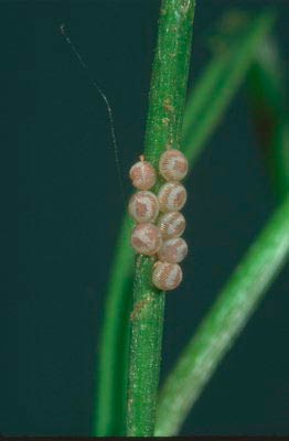 Яйцекладка Озимой совки - Scotia segetum (agrotis segetum) фото
