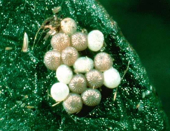 Яйцекладка Озимой совки - Scotia segetum (agrotis segetum) фото