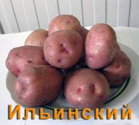 Картофель Ильинский