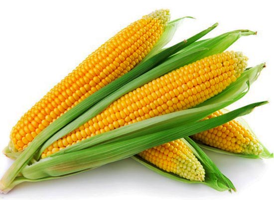 Початок кукурузы