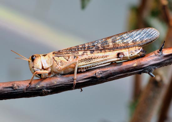 Саранча перелетная - Locusta migratoria