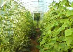 Выращивание арбузов в теплице