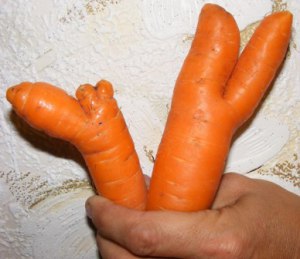 рогатая морковь, корявая морковь