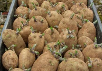 как быстрее прорастить картофель