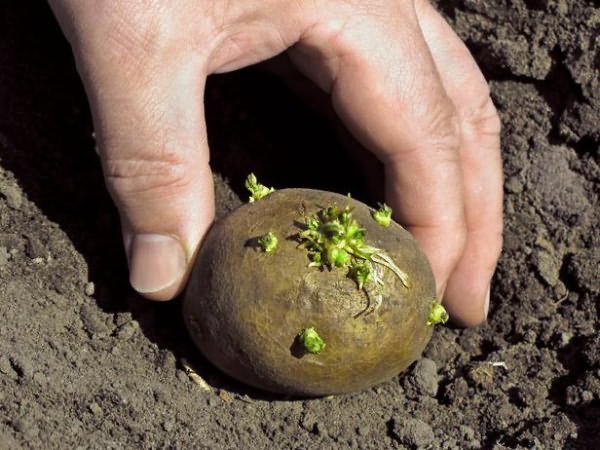 как проращивать картофель перед посадкой