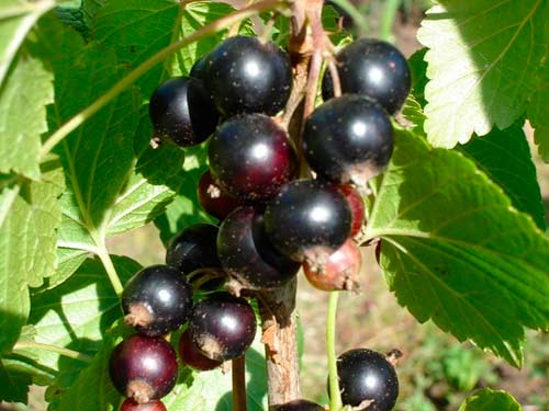 Черная смородина: посадка и уход в открытом грунте, сорта и их выращивание, обрезка и формирование смородины