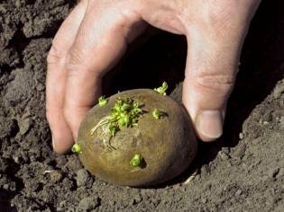 Фото весенней посадки картофеля, chudo-ogorod.ru