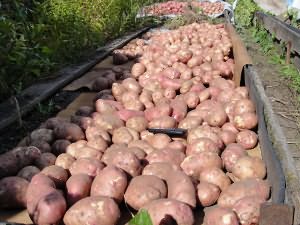 Фото большого урожая картошки, liveinternet.ru