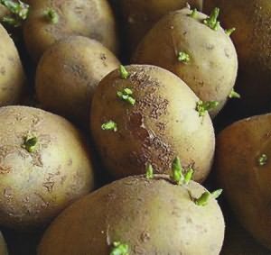 На фото - темно-зеленые ростки на пророщенном картофеле, sazhaemvsadu.ru